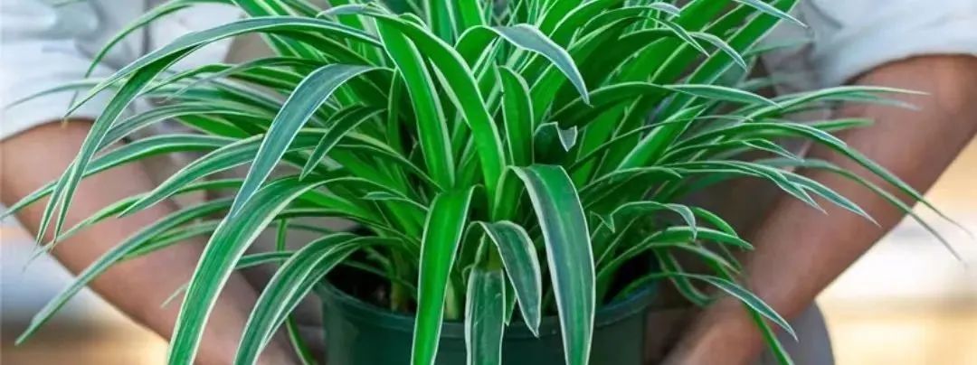 除甲醛最好的10种花,新手养什么花吸甲醛最好