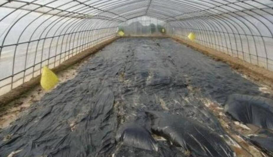 种黄瓜怎样防虫害,大棚黄瓜的主要病虫害及防治技术