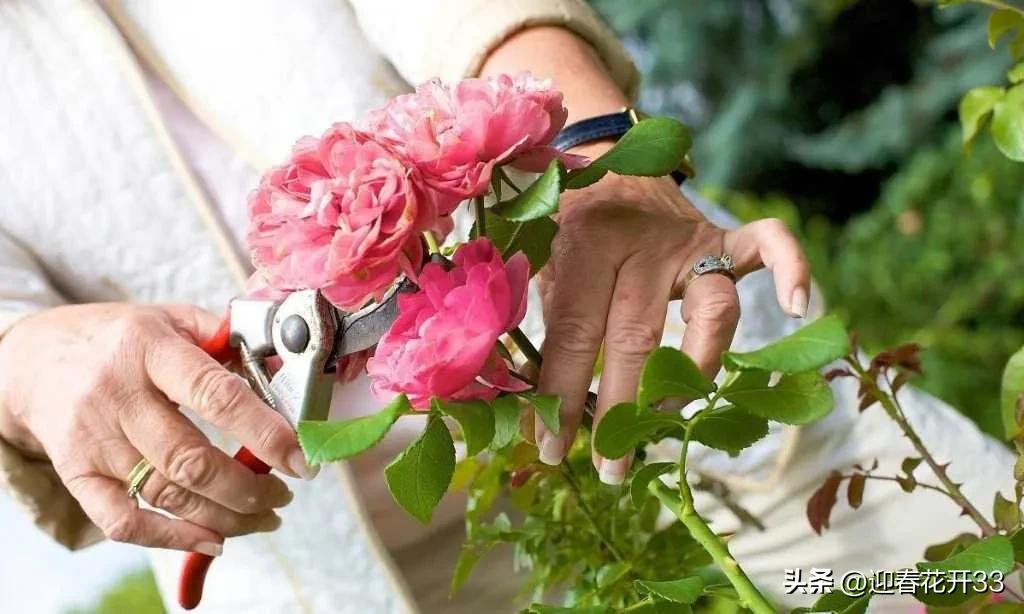 濂跺ザ鐖卞吇鐨勮姳,鐖卞吇鑺辩殑鑰佸お澶吇鐨勮姳鐪熷ソ