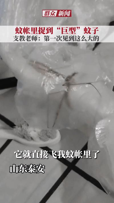 网友捕捉巨型蚊子,男子在帐篷里抓到巨型蚊子