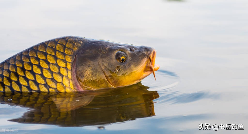 麝香钓鱼什么样的纯,真麝香钓鱼如何