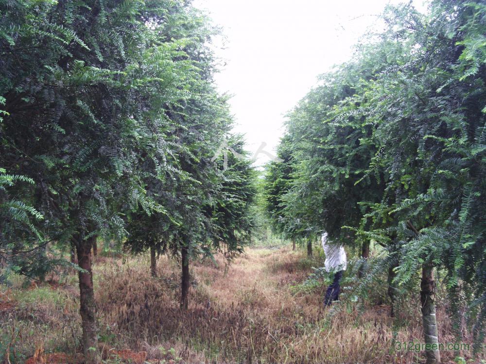 红豆杉暴跌,红豆杉滞销血本无归