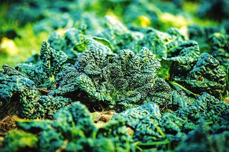 湖北有哪些红茶,湖北最受欢迎红茶