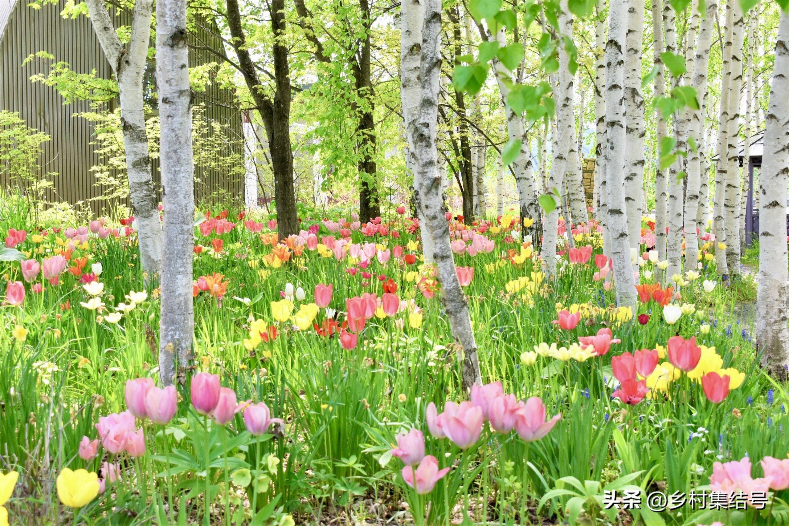 北海道上野农场,日本北海道上野农场