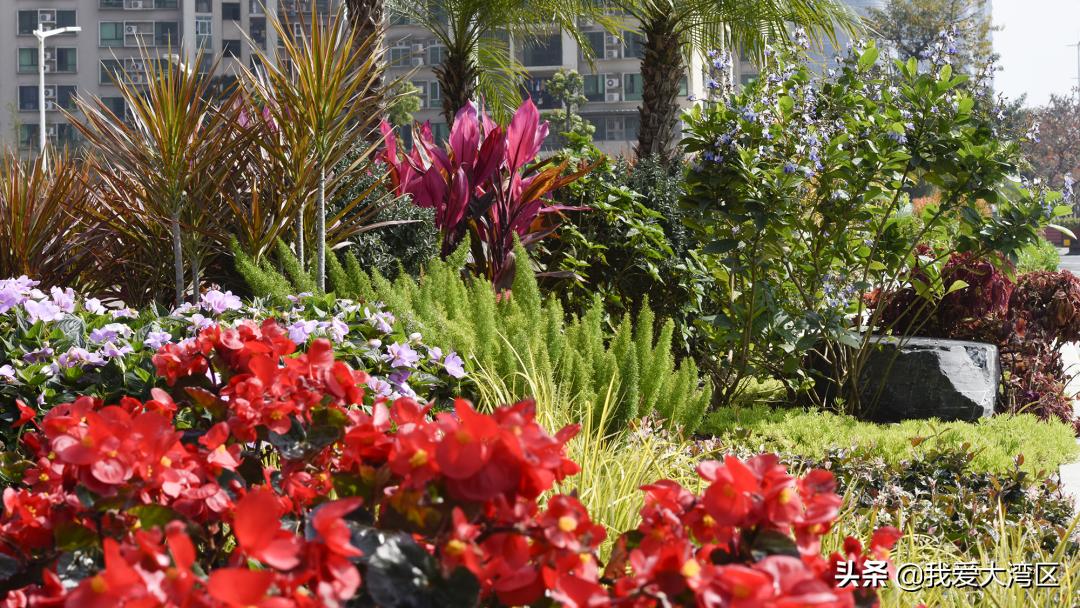 珠海春游赏花,珠海周边踏青景点