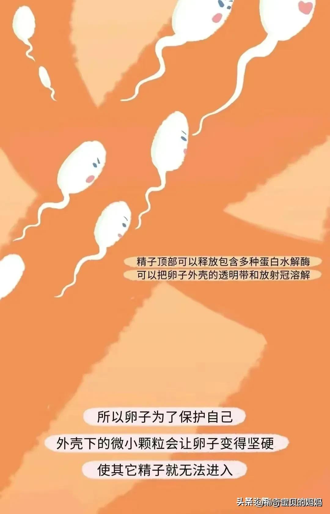 小蝌蚪漫画,科普知识小蝌蚪怎么成长为青蛙