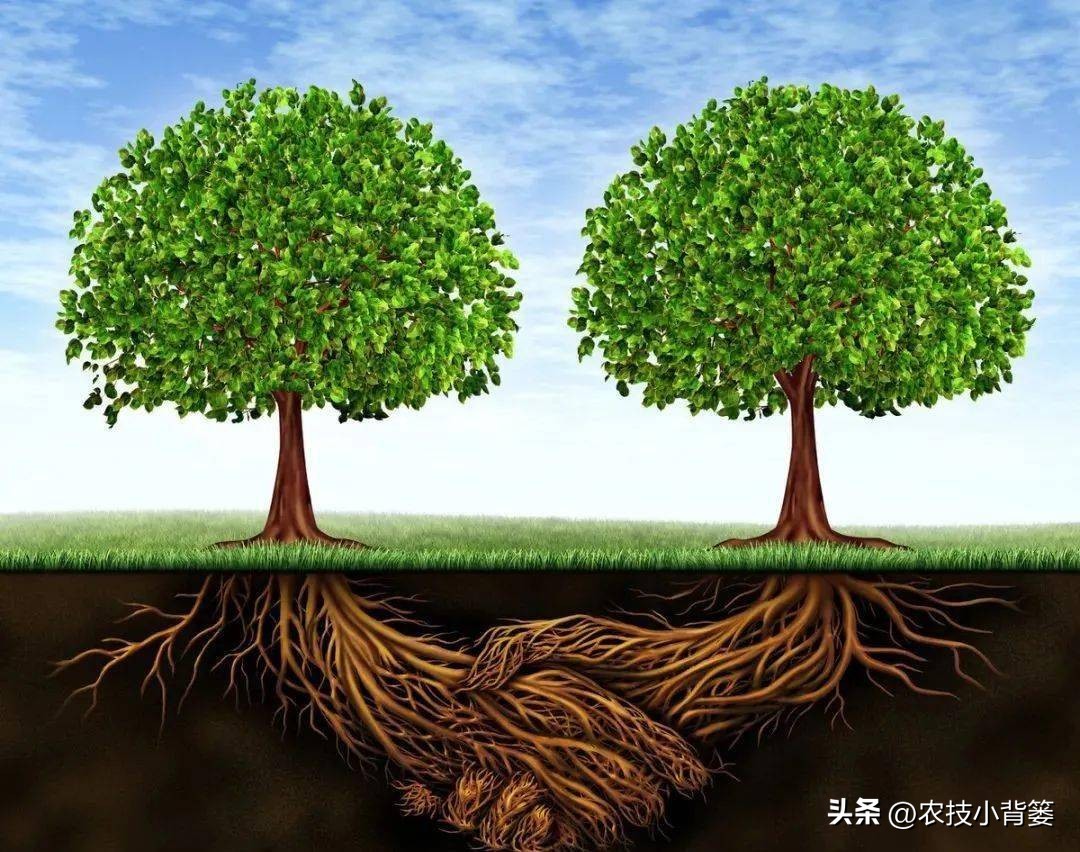 植物根损坏了还能生长吗,植物根伤了怎么治