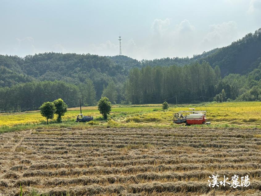 丰收季新米,贡米丰收