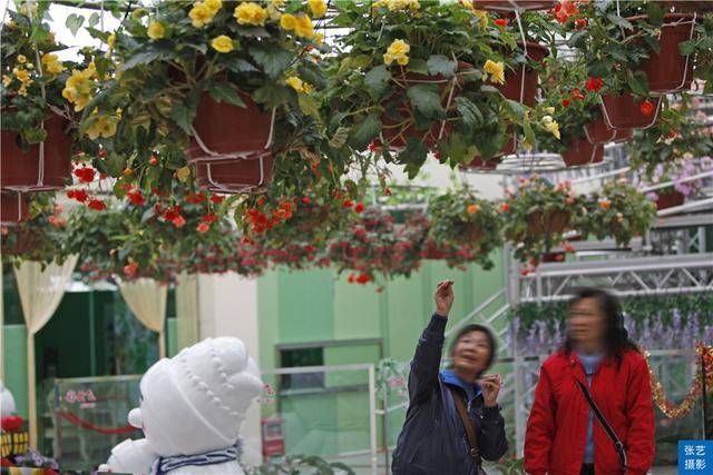 广州百万葵园葵花的花期,广州百万葵园五月份有什么花看