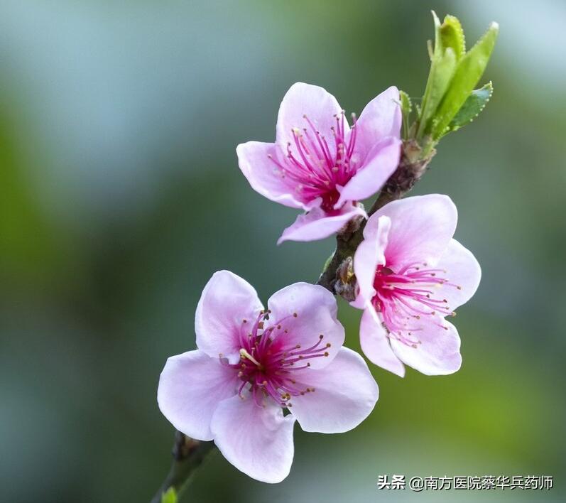春日吃花,夏日吃瓜!有何道理?春天有哪些花可吃,各有什么作用