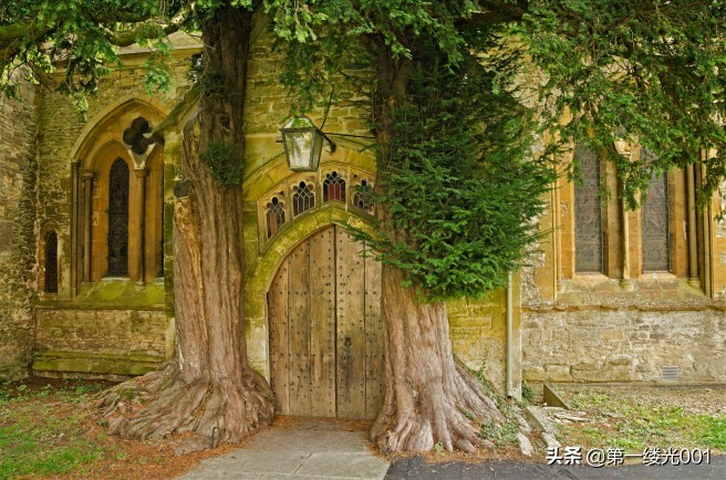 红豆杉是死亡之树能种家里吗,红豆杉为什么突然生长