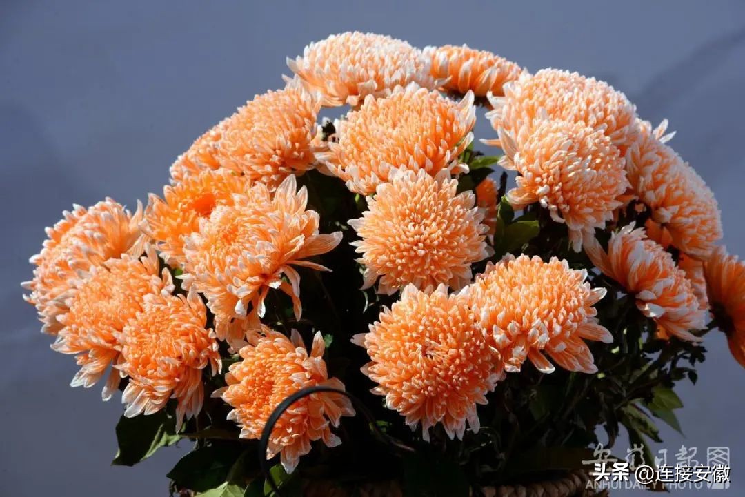 今日重阳节,今日重阳岁岁重阳完整诗