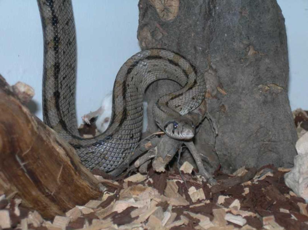 「原来欧洲有这么多种蛇？！」偷师卡塞尔的豢龙大师·下