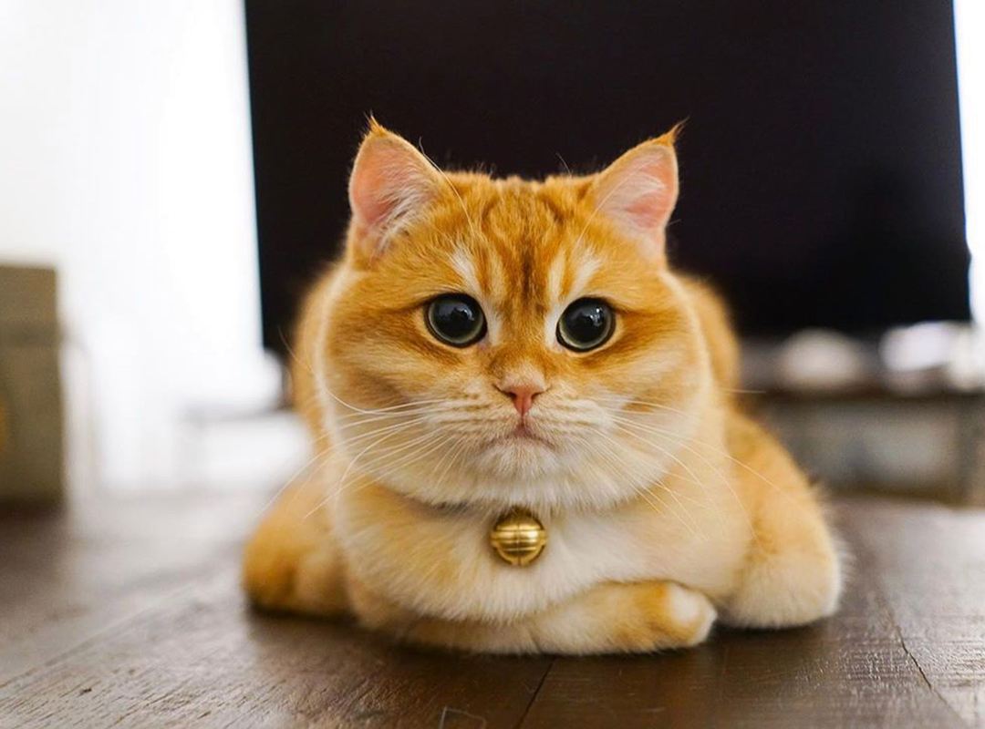 什么样的猫最好养又吉祥,什么猫好养比较聪明旺财