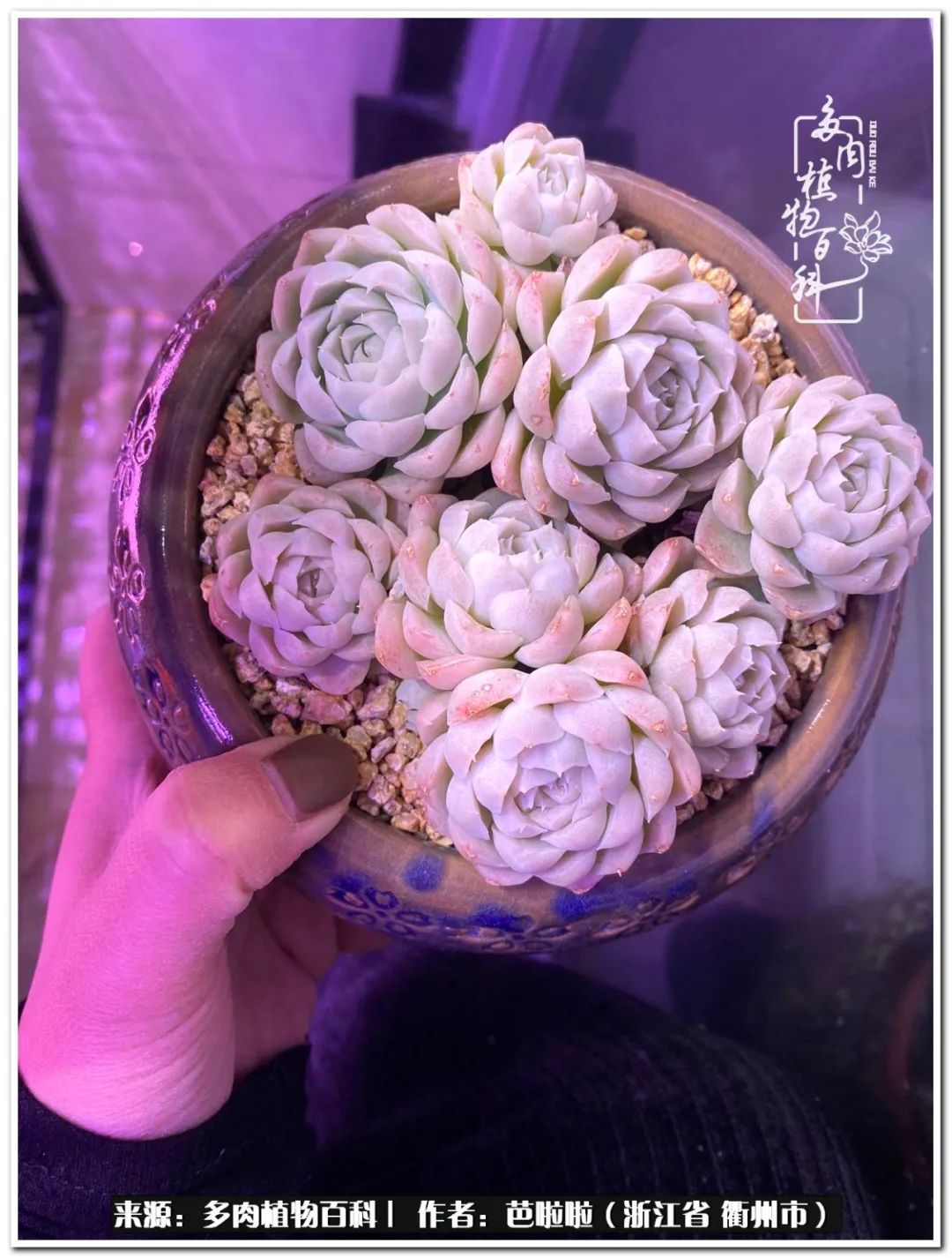 超级能治愈心情的多肉,治愈心灵的彩色植物