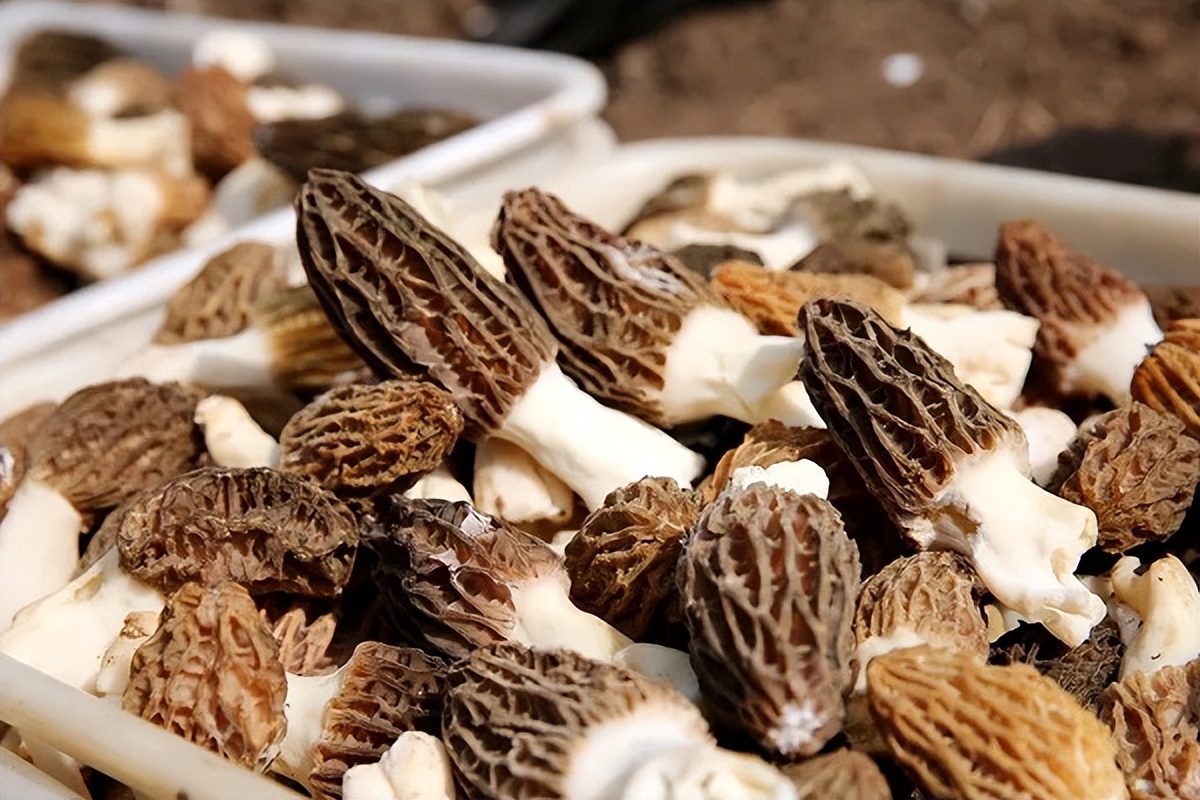 羊肚菌种植基地云南富源,云南富源特产羊肚菌