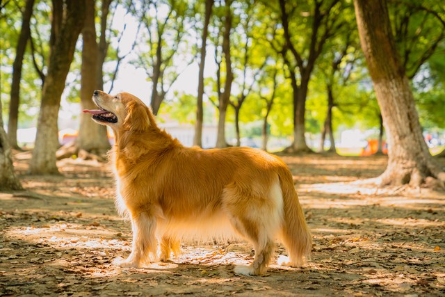 金毛对人好对狗凶,金毛为什么攻击其他狗