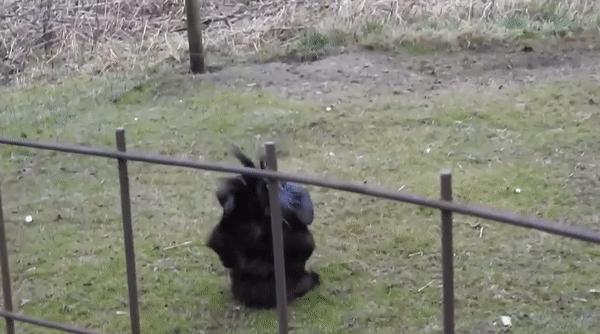 为什么感觉母鸡不用受精，却能天天下蛋？人类利用了鸡身上的bug