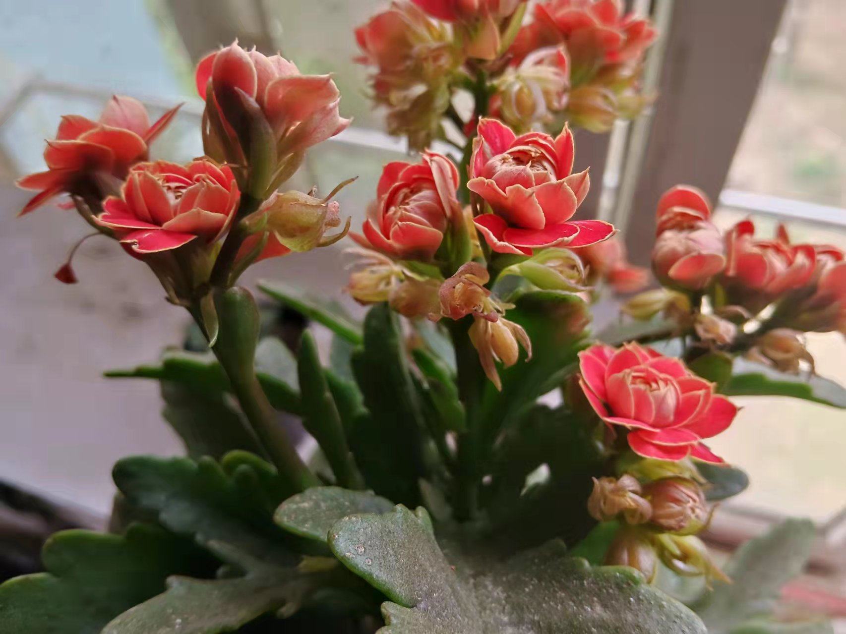 刚网购的长寿花需要怎么处理,网购有花苞的长寿花怎么处理