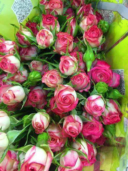 婀娜多姿的鲜花,一朵鲜花点缀不出绚丽多姿的春天