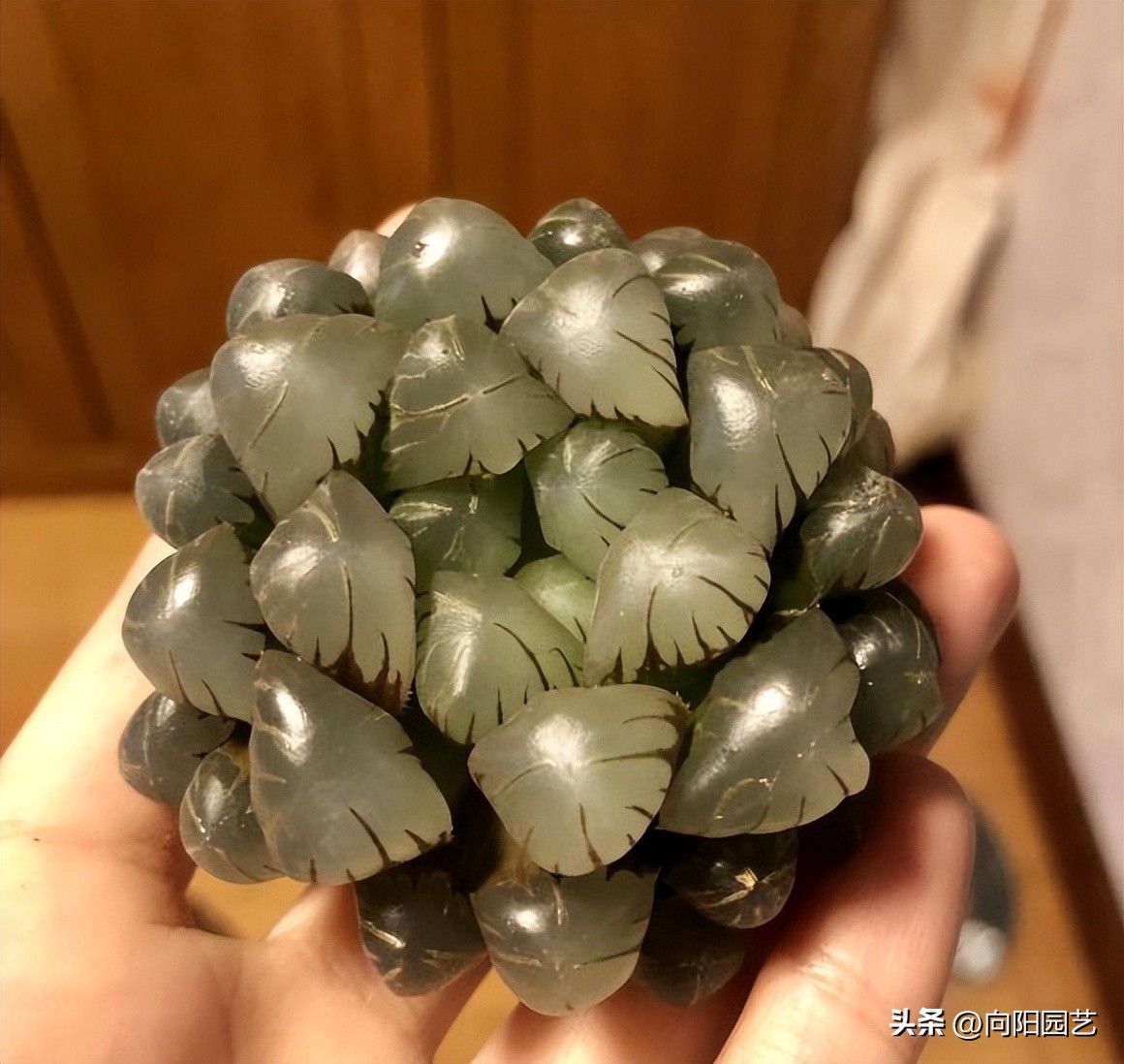 水养玉露生根,玉露不浇水能生根吗