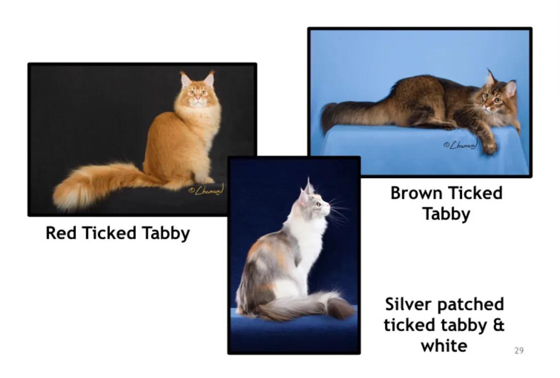 重点布偶和蓝白会配出缅因吗,天选猫耳为什么这么贵