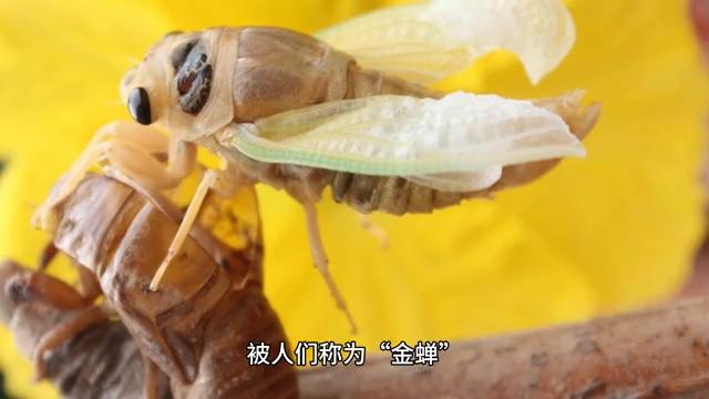 孙子兵法金蝉脱壳完整版,孙子兵法金蝉脱壳下一句