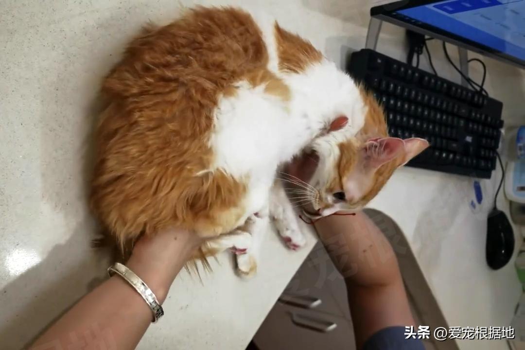 被主人拴着的猫,被邻居拴在楼道的小猫咪