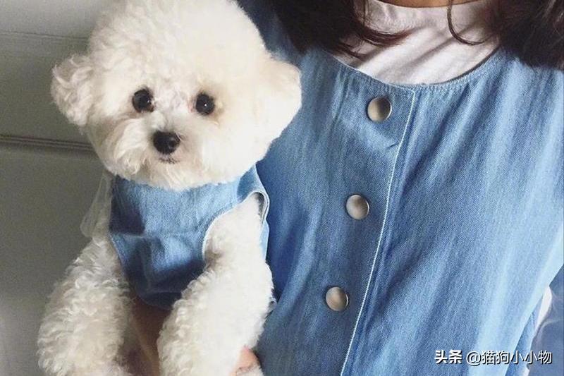 十二星座最适合养猫还是狗,十二星座不适合养的狗狗