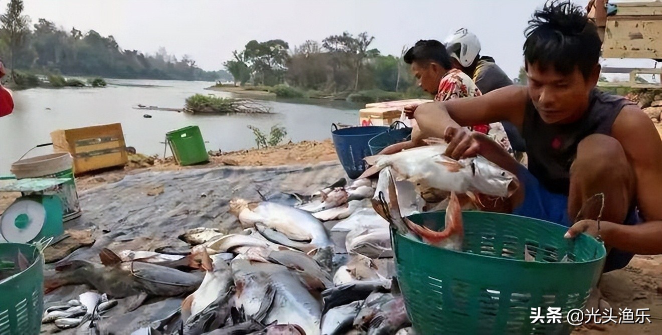 4千斤野生黄鱼被捕捞,巨型鳐鱼被抓到