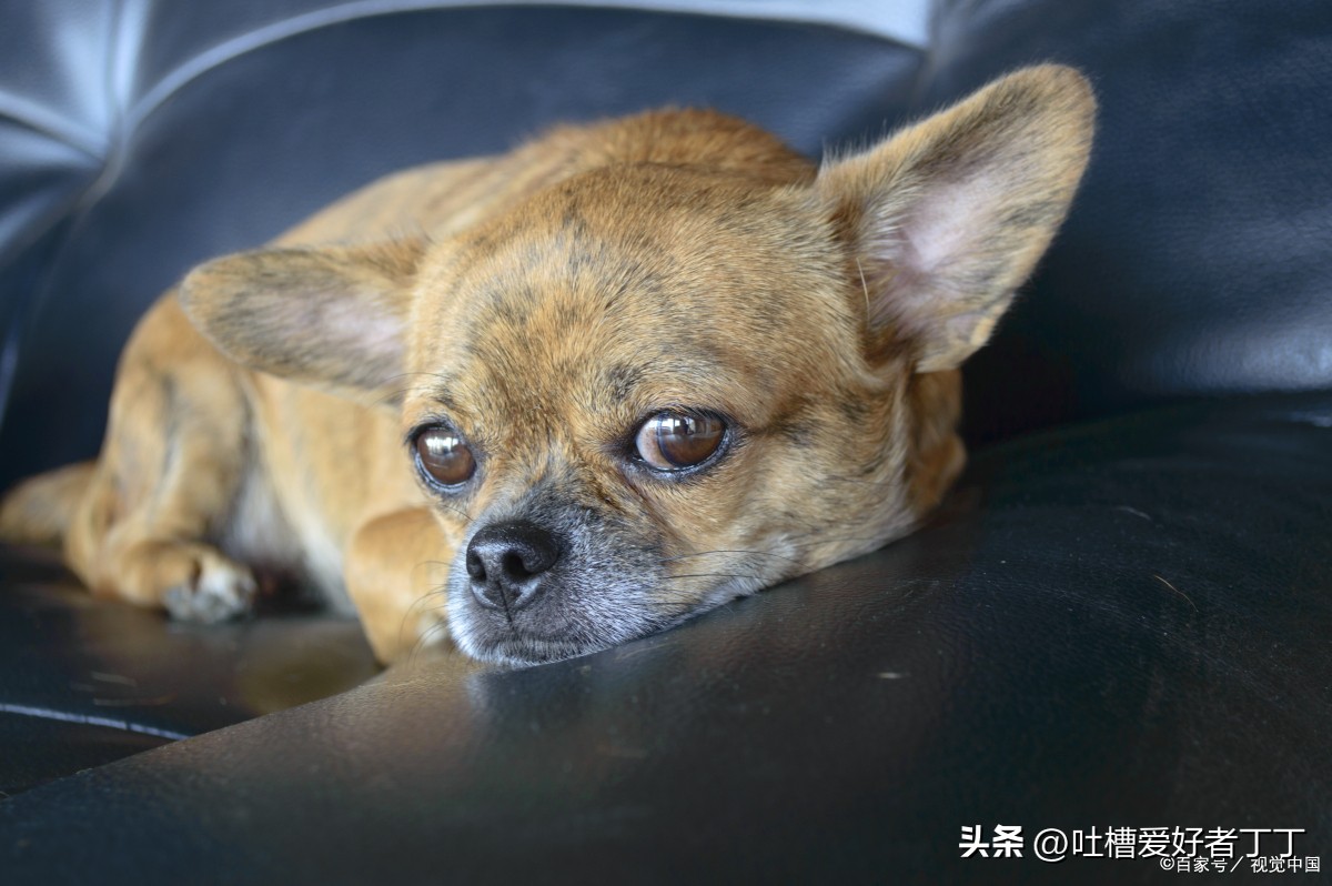 狗狗拉稀呕吐不吃东西是怎么回事,拉稀呕吐怎么回事狗狗