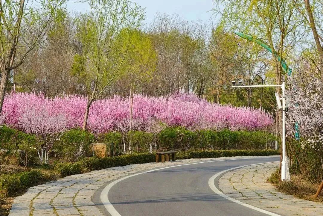 淄博春天赏花,淄博赏花时间表