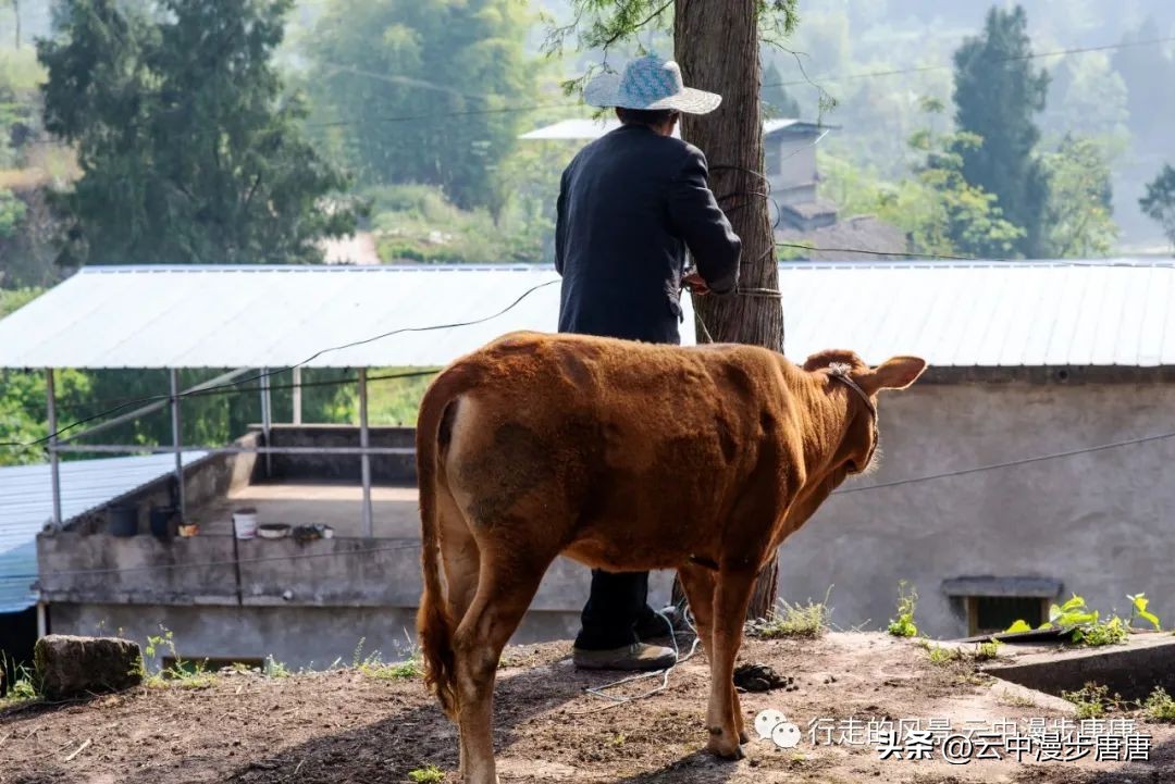 越江码头轮渡,越江轮渡在哪里