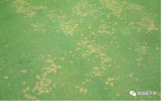 草坪要除草的方法,草坪锈病的病害预测及防治策略