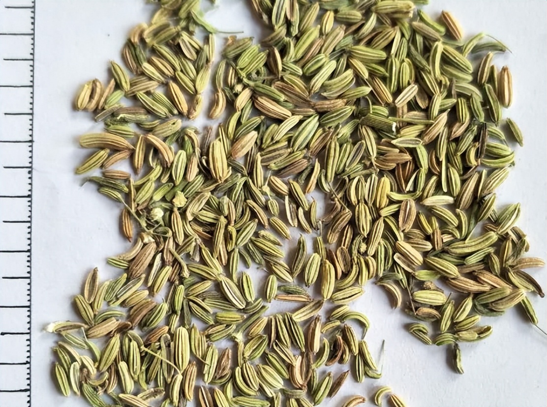 带你识别中草药,带你识别仙鹤草