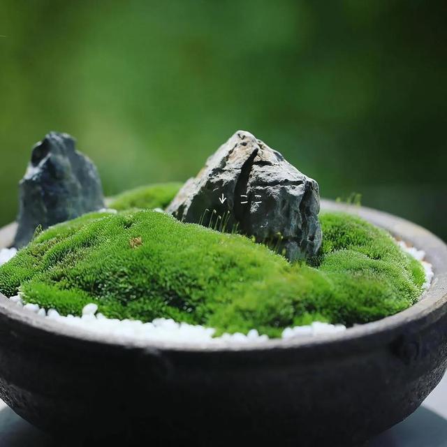 为什么苔藓养不活,苔藓为何养不活