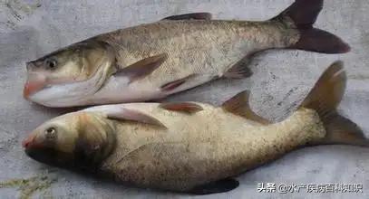 怎么让花白鲢活过两天,花白鲢在一天中进食的最佳时机