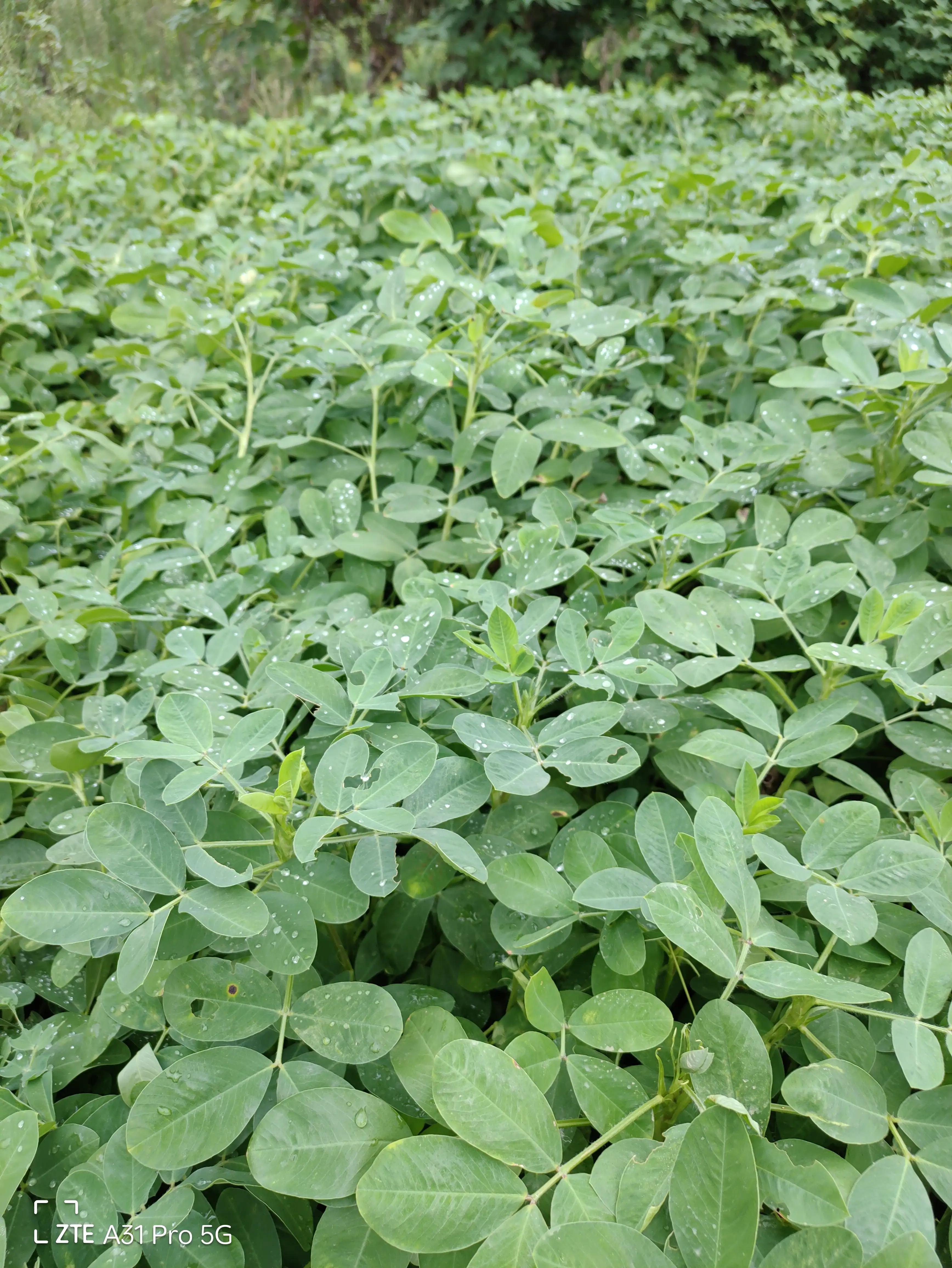 落花生的原名,落花生是什么意思