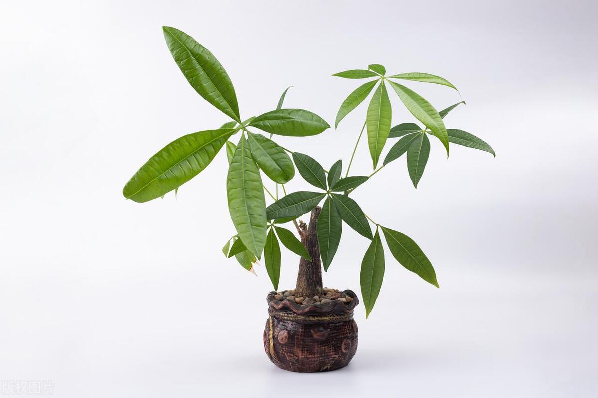 有招财寓意的大型绿植,大发财树盆栽绿植