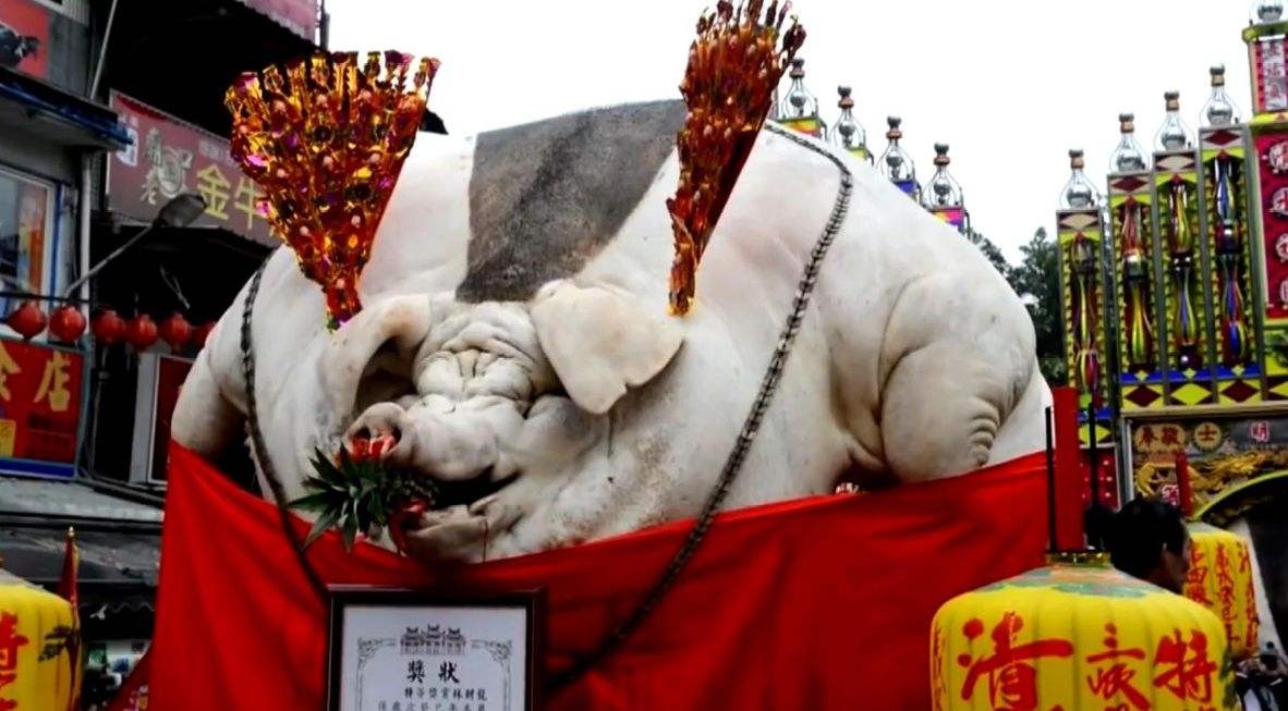 一头猪如果养一辈子能长多大？2200斤的猪王：不是神猪却胜似神猪