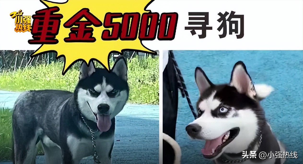 杭州重金寻狗启事,天价寻狗启事事件真相来了