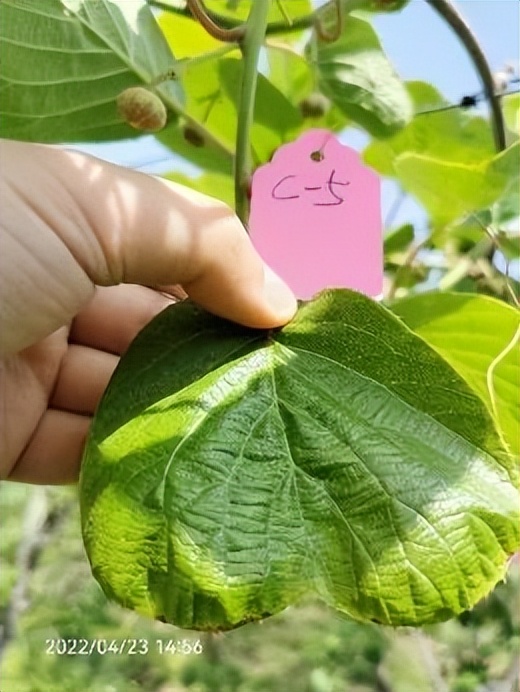 香芹酚与灰霉病,柑橘灰霉病用香芹酚