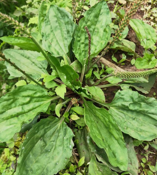 清明期间开的野花有哪些,清明节野花