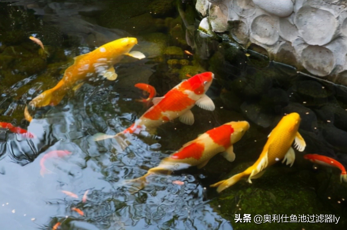 鱼池水腥臭是怎么回事,鱼池水腥味重如何快速去腥