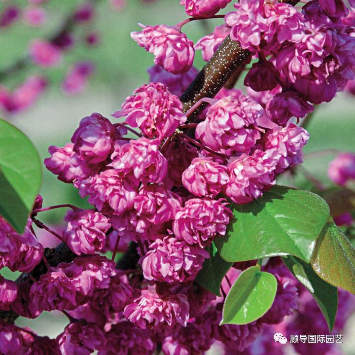 南方人爱不够的紫荆花，北方人懵了：“这哪儿是紫荆花啊？”