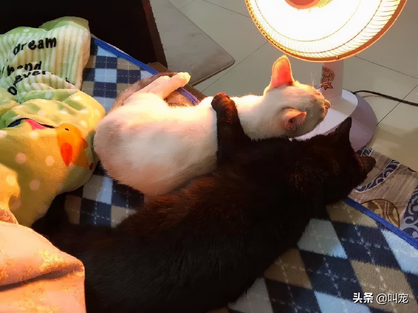 烫伤猫咪流泪,猫咪脚掌烫伤