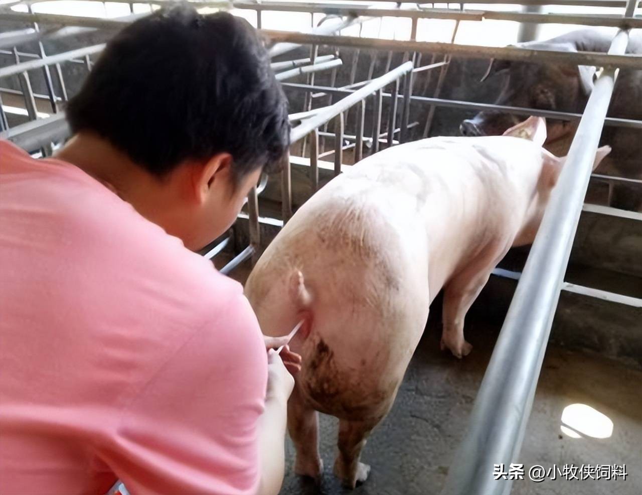 母猪子宫脱落缝合手法,母猪子宫脱落