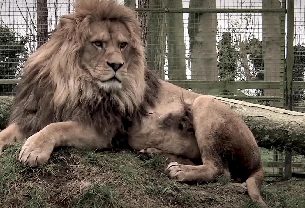 史上最大猫科动物体型排行,最强猫科动物排名狮子