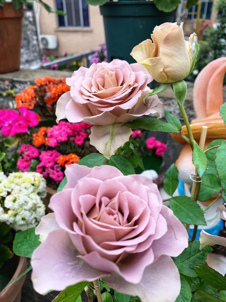 两家共用一个平台怎么解决,两家共用一堵墙发生矛盾怎么处理