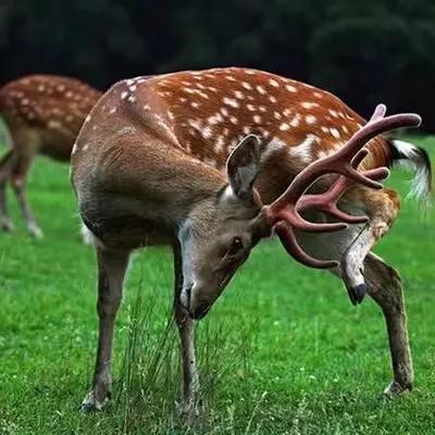 名笔贺岁——制笔艺术大师李小平“福禄同春”毛笔受推崇